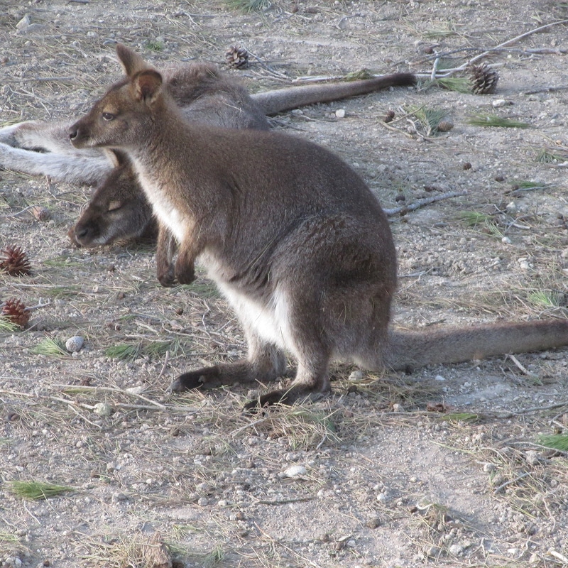 Wallaby brun debout sur un sol terreux parsemé de pommes de pin, un autre marsupial se reposant à l'arrière-plan.